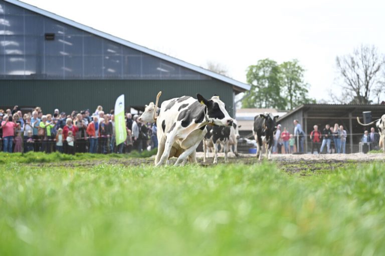 Open-Air-Saison für Kühe startet mit Weideaustrieb