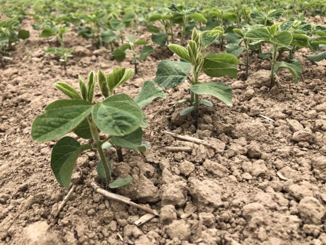 Soja: Die Königin der Hülsenfrüchte im Aufwind