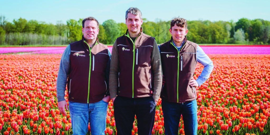 Tulpenfelder leuchten in knalligen Farben