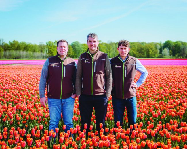 Tulpenfelder leuchten in knalligen Farben