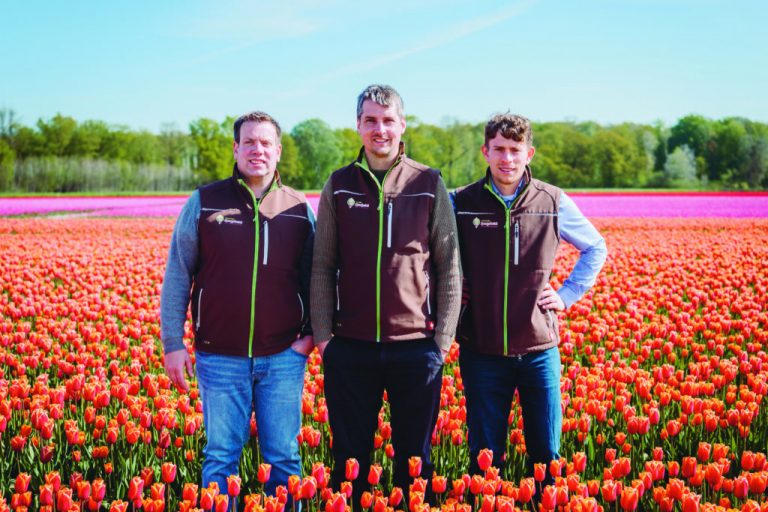 Tulpenfelder leuchten in knalligen Farben