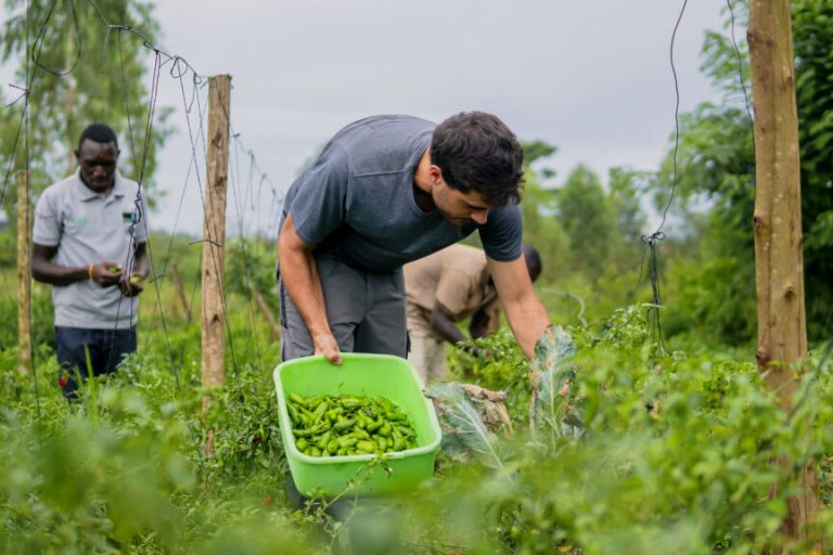 In Afrika die tropische Landwirtschaft kennen lernen