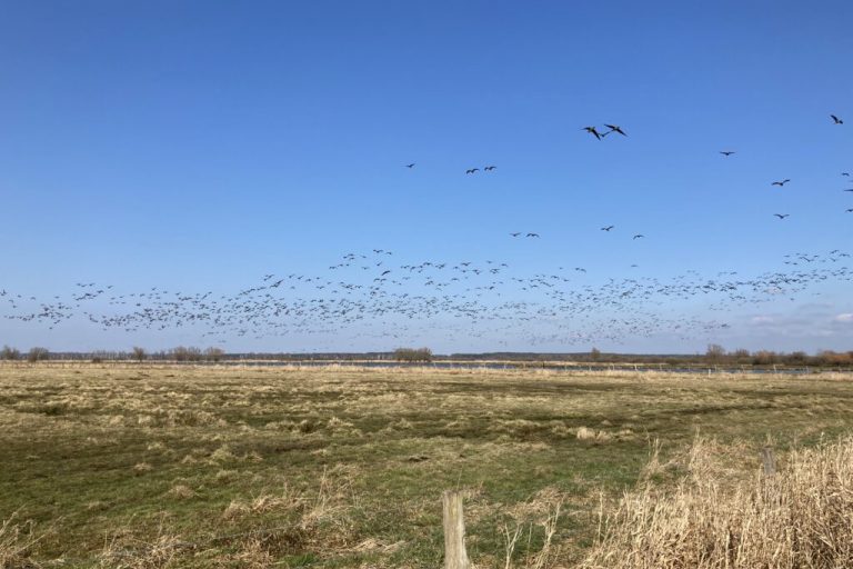 Gänsefraß nimmt überhand: Population hat sich erholt