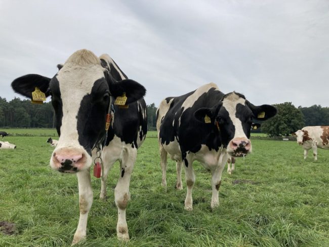 Thema Milch: Verbraucher und Landwirte erreichen