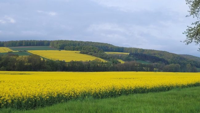 Raps: Super regionale Nutzpflanze für Mensch und Tier