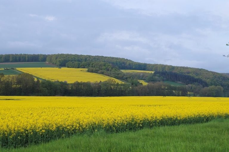 Raps: Super regionale Nutzpflanze für Mensch und Tier