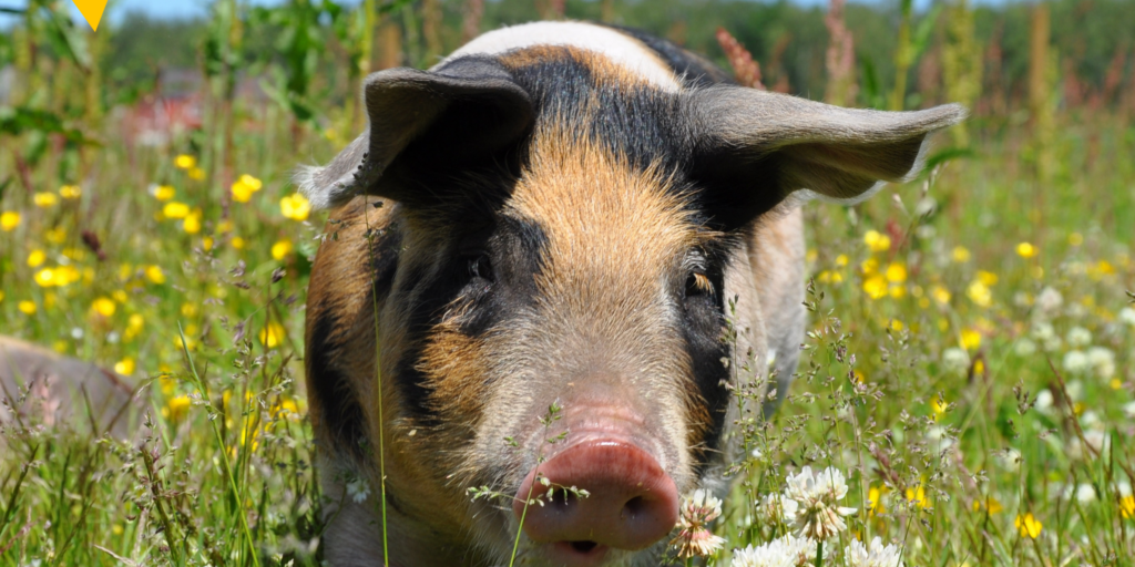 Aktionstage Ökolandbau starten Ende April