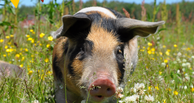 Aktionstage Ökolandbau starten Ende April