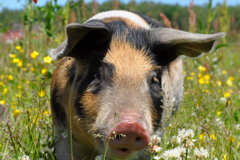 Aktionstage Ökolandbau starten Ende April