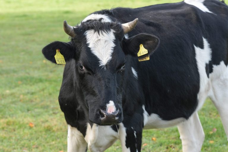 Landvolk fordert gleiche Standards für Haltungsformen