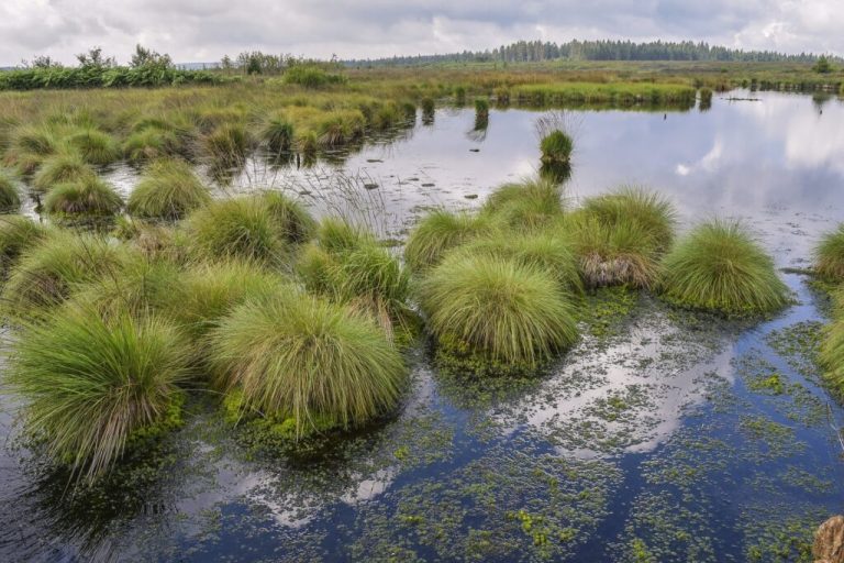 Moorschutz: Landvolk bietet konstruktive Zusammenarbeit an