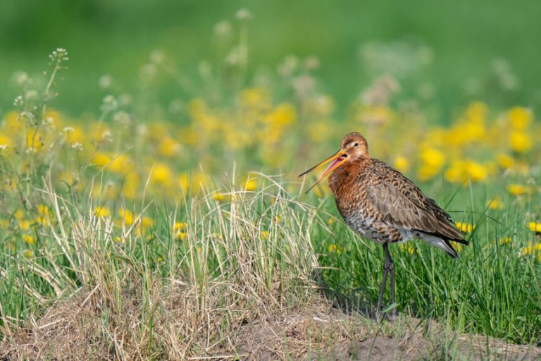 Landwirte engagieren sich für Wiesenvogelschutz