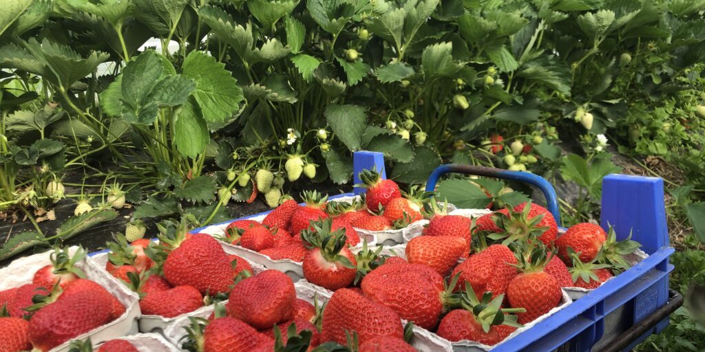 „Wir ernten die besten Früchte der Welt“