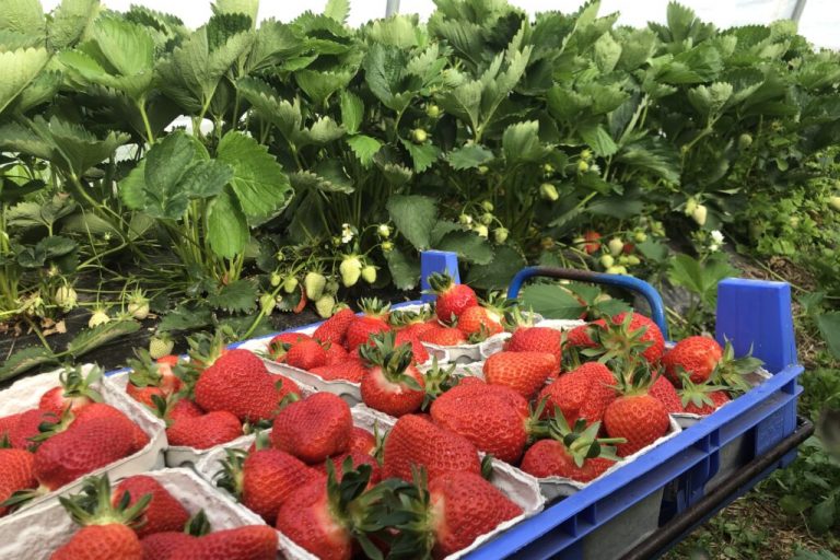 „Wir ernten die besten Früchte der Welt“