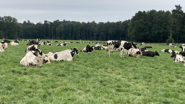 Landvolk: Weidemilch ist ein Alleinstellungsmerkmal!