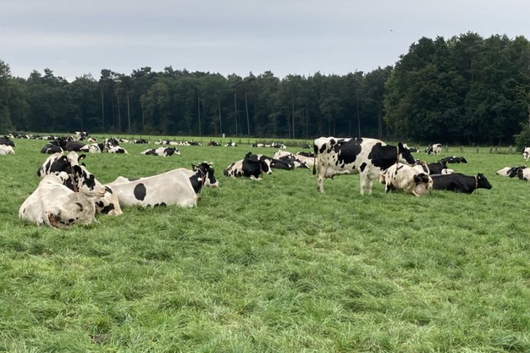 Landvolk: Weidemilch ist ein Alleinstellungsmerkmal!