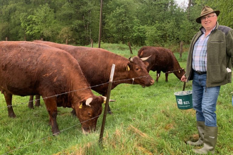 Das einst bedrohte Rote Höhenvieh entwickelt sich gut