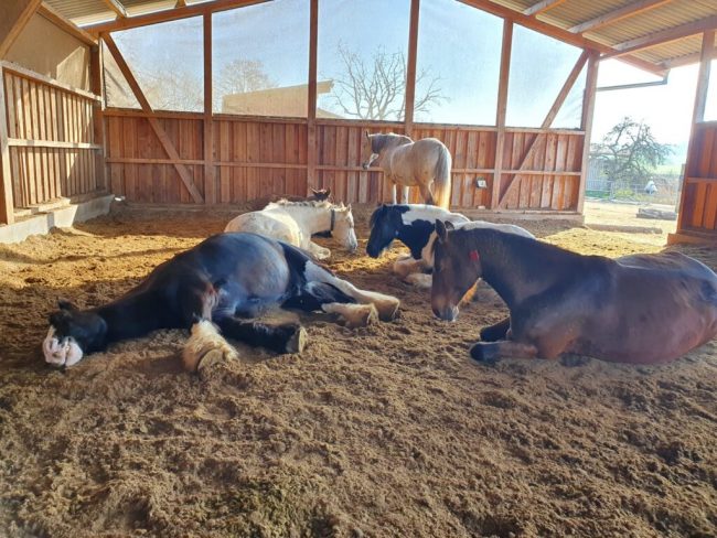 „Pferden geht es besser ohne Stroh“