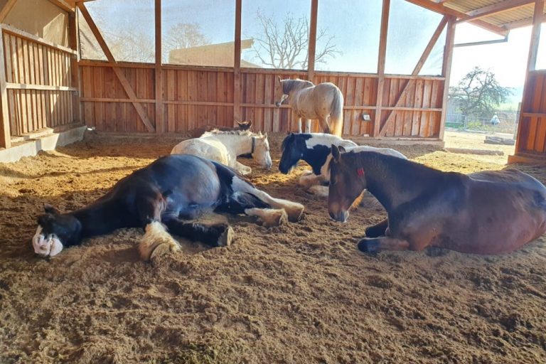 „Pferden geht es besser ohne Stroh“
