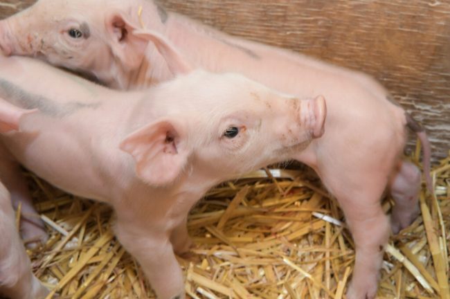 Besserer Tierschutz geht nur mit der Landwirtschaft