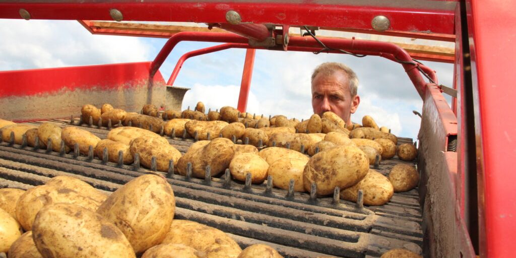 Bei Frühkartoffeln ist alles im grünen Bereich