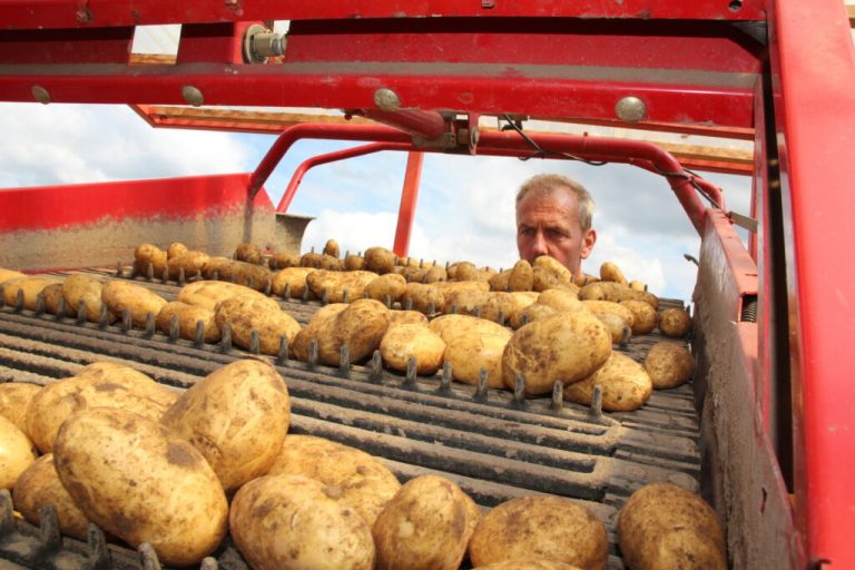 Bei Frühkartoffeln ist alles im grünen Bereich