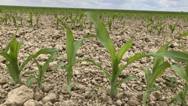 Den Ackerbauern macht das Wetter zu schaffen