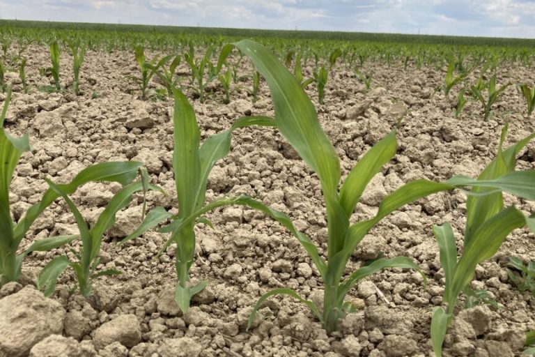 Den Ackerbauern macht das Wetter zu schaffen