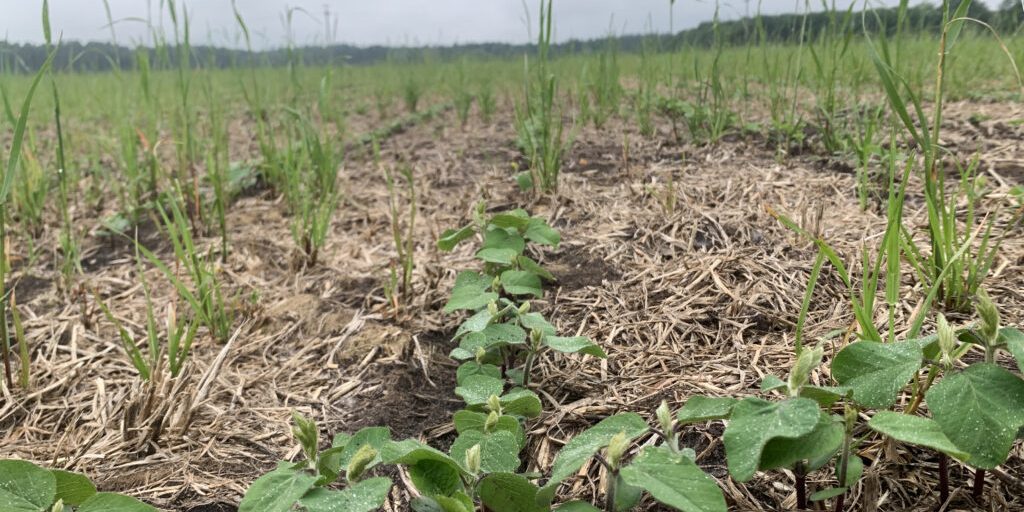 Heimischer Soja benötigt jetzt dringend die Wärme
