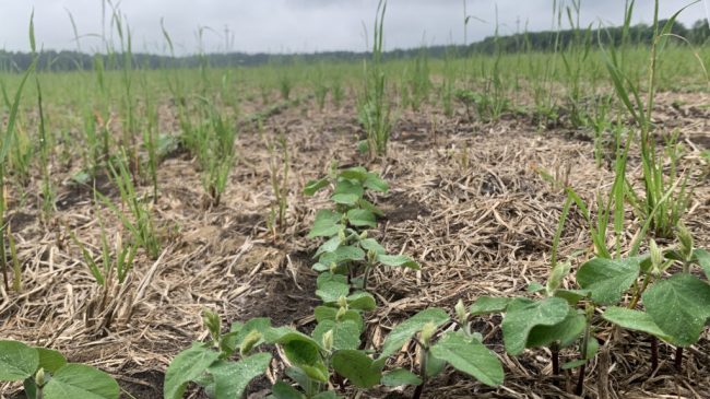 Heimischer Soja benötigt jetzt dringend die Wärme