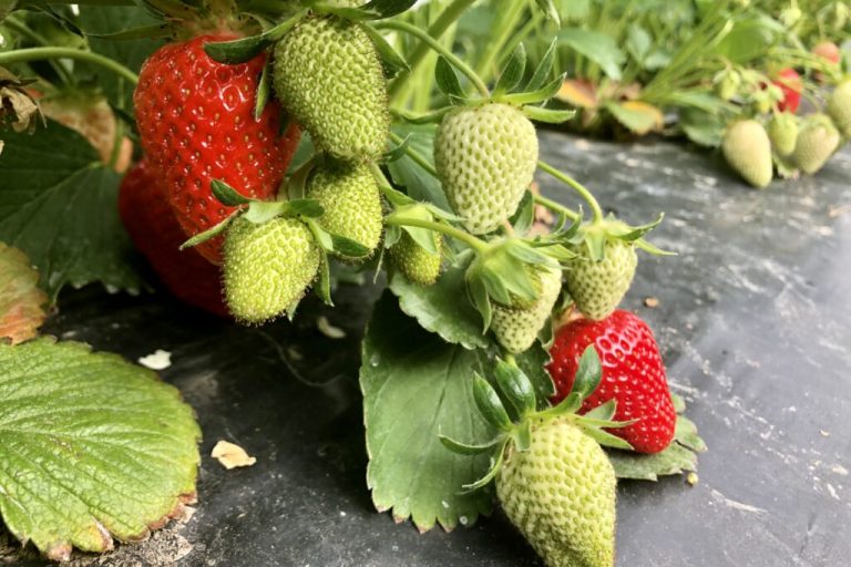 Folien verlängern die Saison für frische Früchte