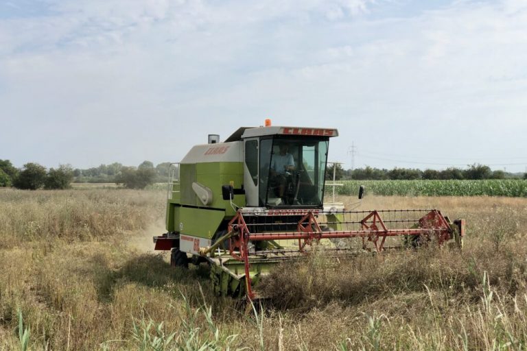 Landwirte nutzen jedes trockene Zeitfenster für Ernte