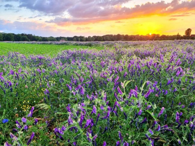 Landwirte und Imker arbeiten eng zusammen