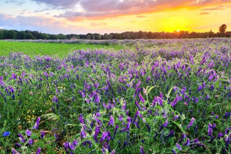Landwirte und Imker arbeiten eng zusammen