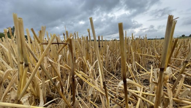 Ernte 2024: Genügend Wasser, aber zu wenig Sonne