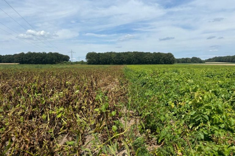 Pflanzenschutz ist für Landwirtschaft unverzichtbar