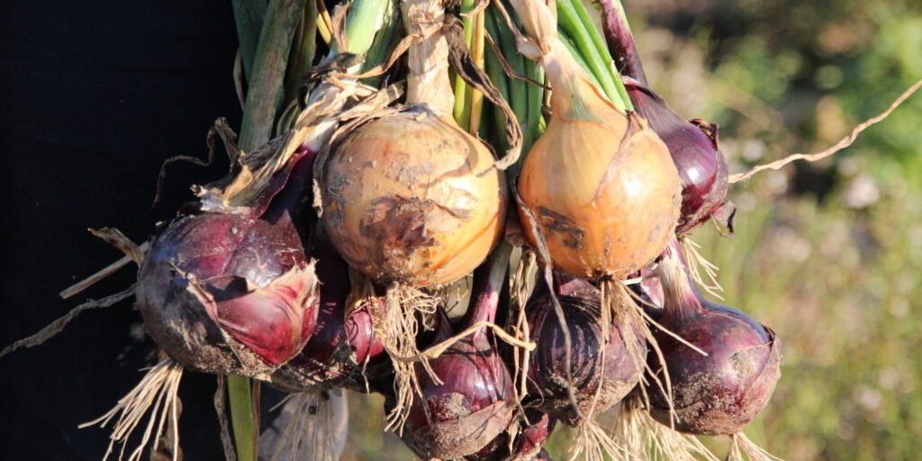 „Je heißer der September, desto weißer die Zwiebel“