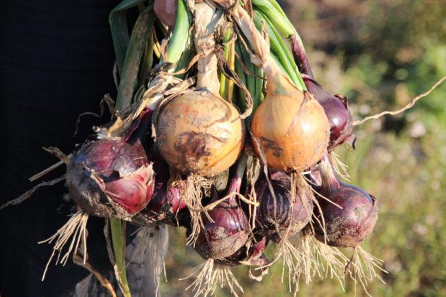 „Je heißer der September, desto weißer die Zwiebel“