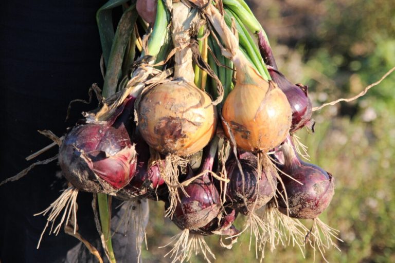 „Je heißer der September, desto weißer die Zwiebel“