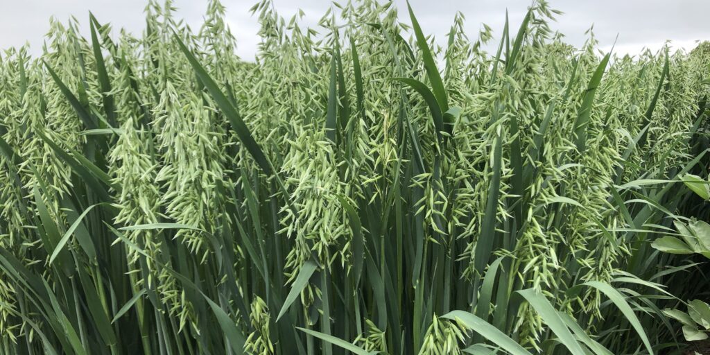 Landwirte schütteln über neue Verordnungen die Köpfe
