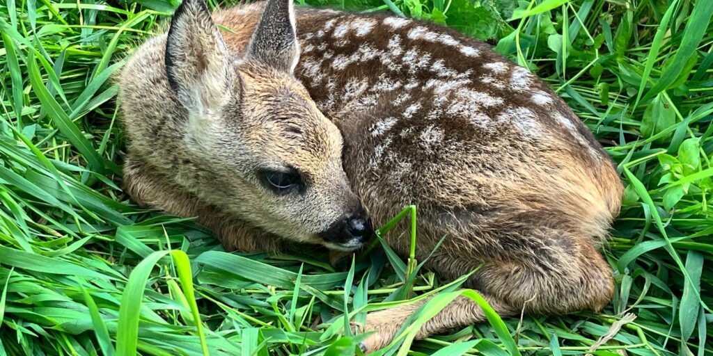 Auch 2024 wieder viele Rehkitze und Kleintiere gerettet