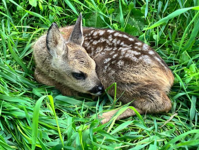 Auch 2024 wieder viele Rehkitze und Kleintiere gerettet