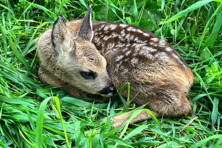 Auch 2024 wieder viele Rehkitze und Kleintiere gerettet