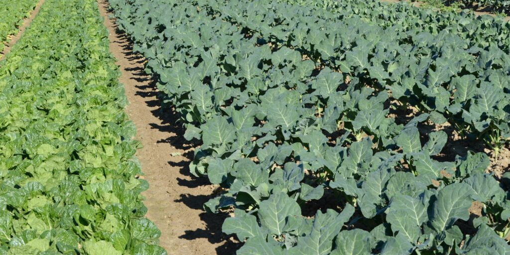 Kohl ist der Gewinner des „Schmuddelsommers“