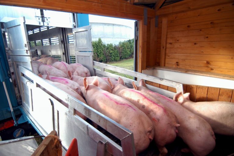 Landvolk kritisiert Preispolitik der Schlachtbetriebe