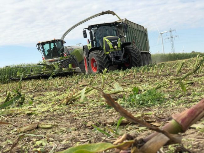 Maisernte ist in Niedersachsen gestartet