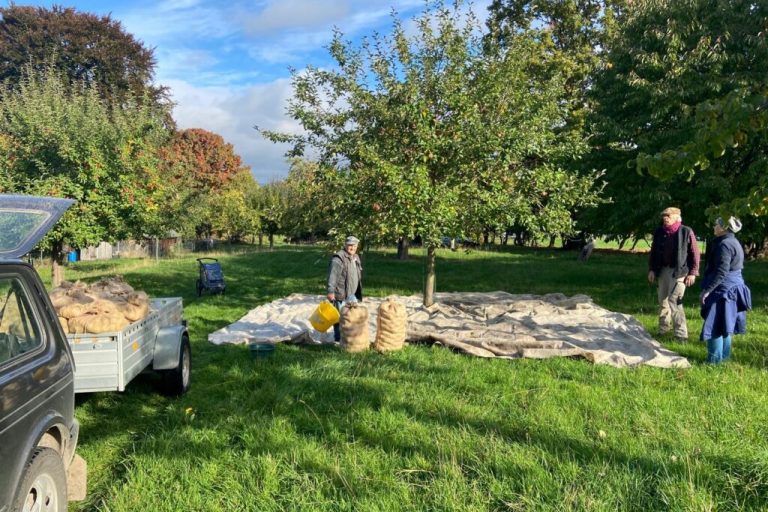 Frisches Obst ins Glas: Jetzt beginnt die Mostzeit