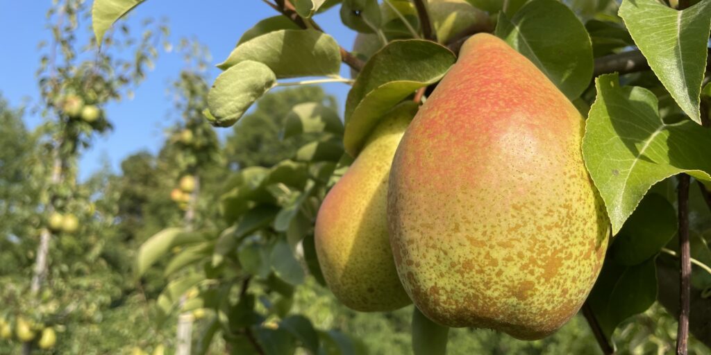 Obstbauern weiten den Anbau von Birnen aus