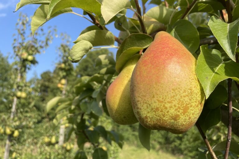 Obstbauern weiten den Anbau von Birnen aus
