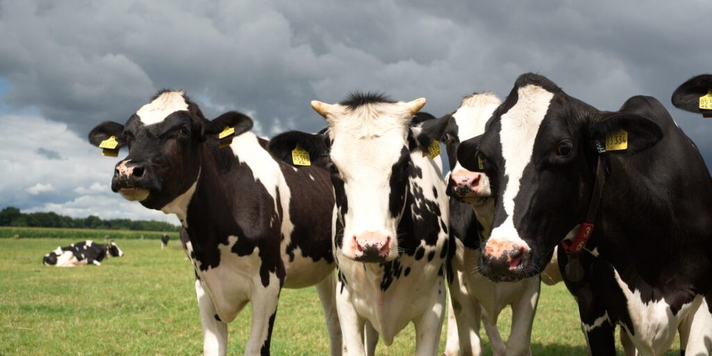 Blauzungenkrankheit: Landvolk ruft zur Impfung auf